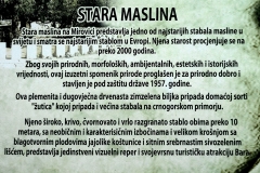 1024px-Old_olive_stara_maslina_info_tabla