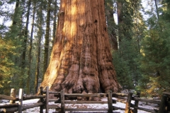 Oldest Trees of the World