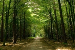 woodland3