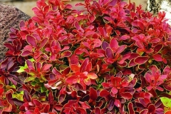 Berberis-thunbergii