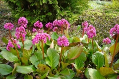 Bergenia-cordifolia