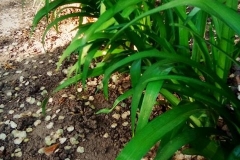 Hemerocallis-fulva