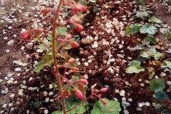 Heuchera-sanguinea