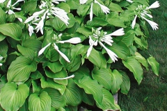 Hosta-plantaginea