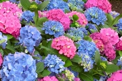 Hydrangea-macrophylla