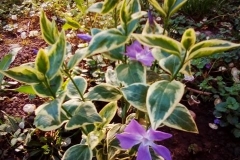 Vinca-major-variegata