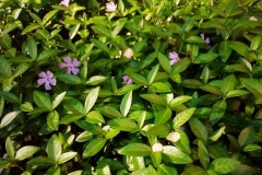 Vinca-minor