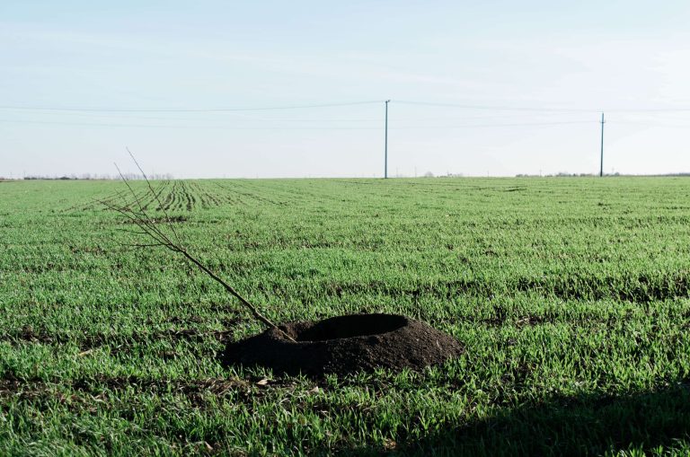 Početak sadnje drvoreda Bačka Topola - Mali Iđoš