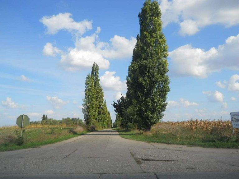 Uključi se u pripreme za prolećnu sadnju - potrebne su ti dve pvc flaše