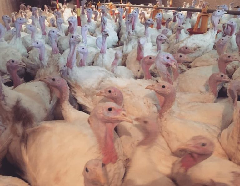 Ćureće meso, Farma ćurića Marčeta