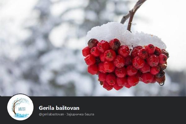 Tabla uz lipu: Gerila baštovan