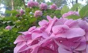 FB-IMG-15906881161472410