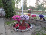 IMG-20200521-195224