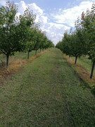 IMG-5ecb40496b23c16cde7b59e26503725f-V