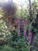 IMG-20190525-180639