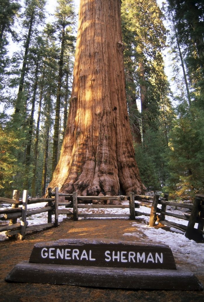 Oldest Trees of the World